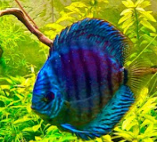 Название рыбки / Аквариумистика в Корее